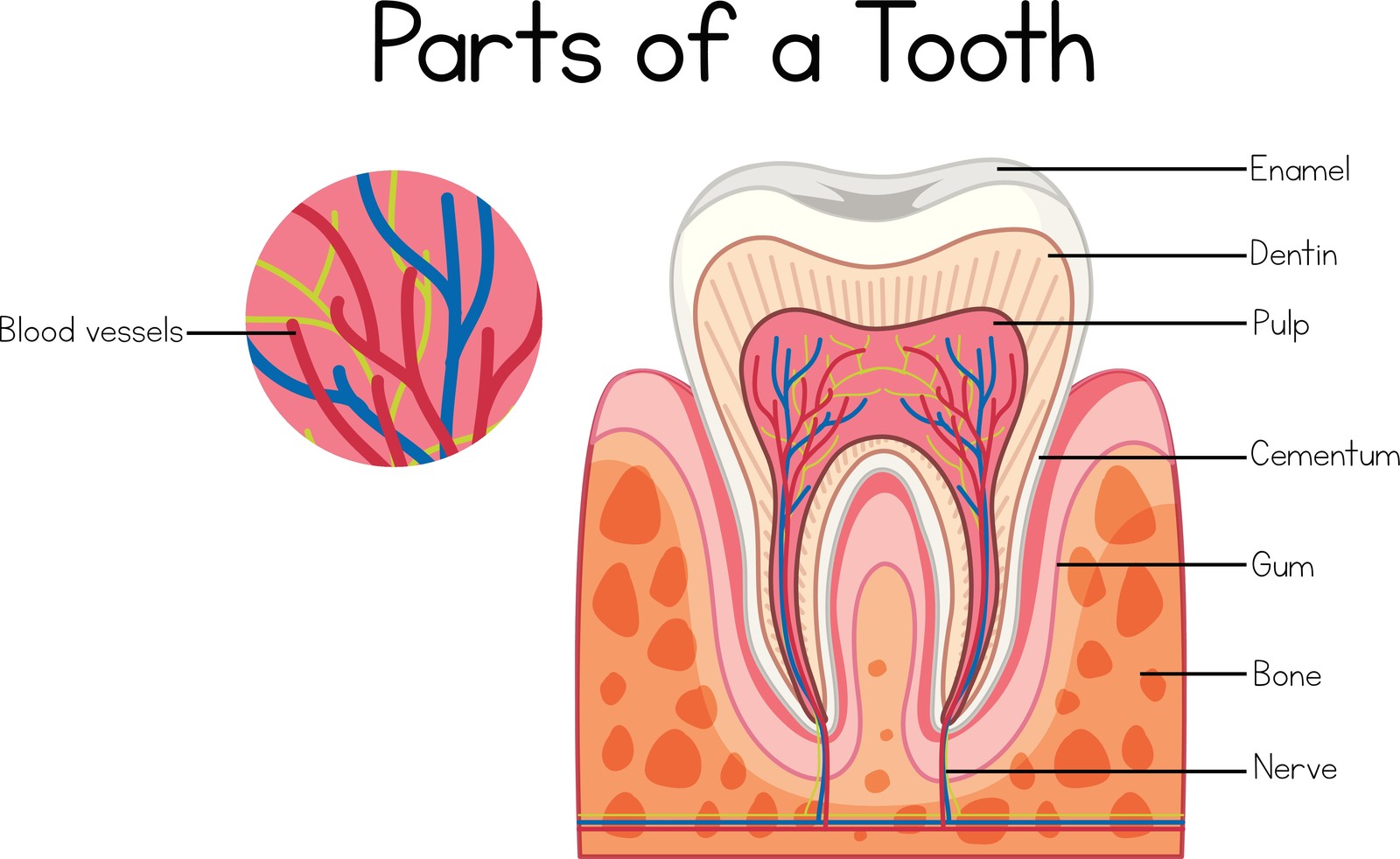 What Can I Expect During A Root Canal Procedure